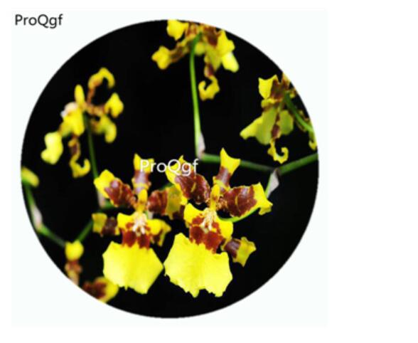 59usd Ngryise 50Pcs A Set Gongora claviodora Orchid Flower Hot Seed DGF-S-LKD24