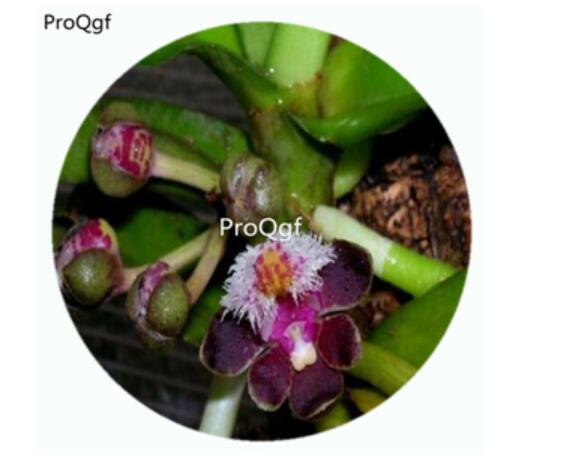 59usd Ngryise 50Pcs A Set Gastrochilus Bellinus Orchid Flower Hot Seed DGF-S-LKD23