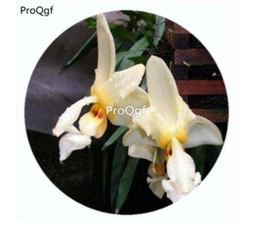 59usd Ngryise 50Pcs A Set eye-spot Stanhopea Orchid Flower Hot Seed DGF-S-LKD22