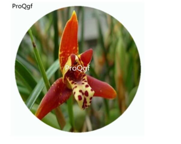 59usd Ngryise 50Pcs A Set delicate leafed maxillaria Orchid Flower Hot Seed DGF-S-LKD19
