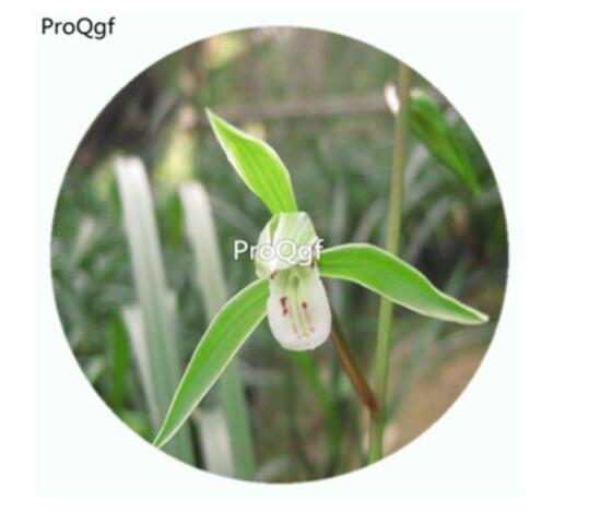 59usd Ngryise 50Pcs A Set Cymbidium Kanran Orchid Flower Hot Seed DGF-S-LKD17