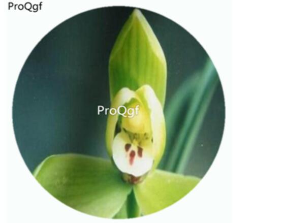 59usd Ngryise 50Pcs A Set Cymbidium goeringii Longzi Orchid Flower Hot Seed DGF-S-LKD16