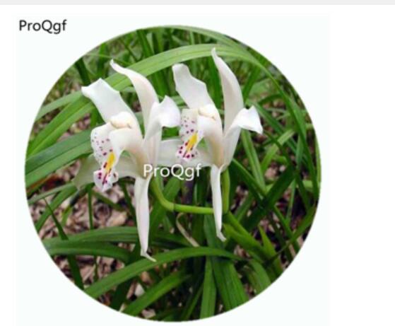 59usd Ngryise 50Pcs A Set Cymbidium eburneum Orchid Flower Hot Seed DGF-S-LKD15