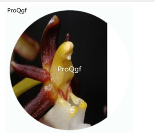 18usd Ngryise 50Pcs A Set Cleisostoma fuerstenbergianum Orchid Flower Hot Seed DGF-S-LKD12