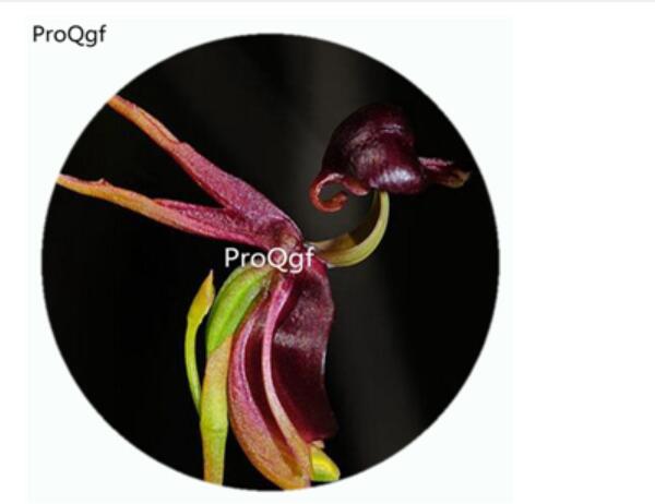 18usd Ngryise 50Pcs A Set Caleana major Orchid Flower Hot Seed DGF-S-LKD08