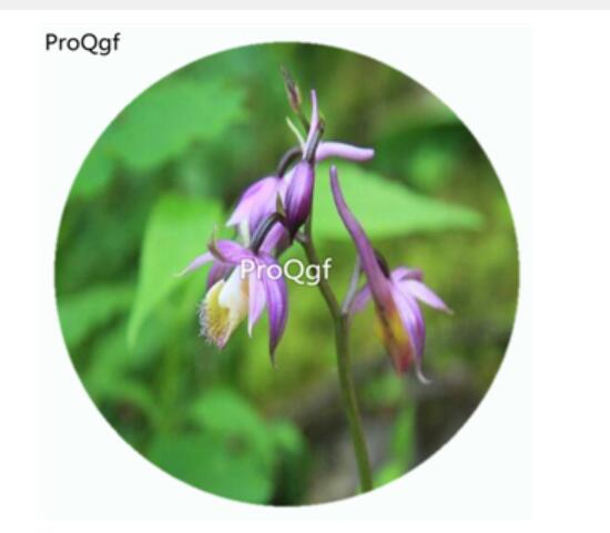 18usd Ngryise 50Pcs A Set Calanthe alpina Hook Orchid Flower Hot Seed DGF-S-LKD07