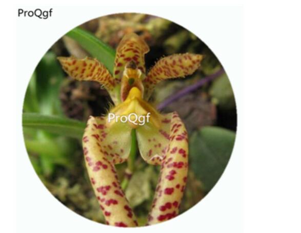 50Pcs A Set Bulbophyllum colomaculosum Orchid Flower Hot Seed DGF-S-LKD04