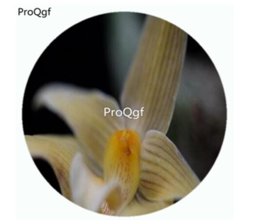25usd 50Pcs A Set Bulbophyllu mlobbii variant Orchid Flower Hot Seed DGF-S-LKD03