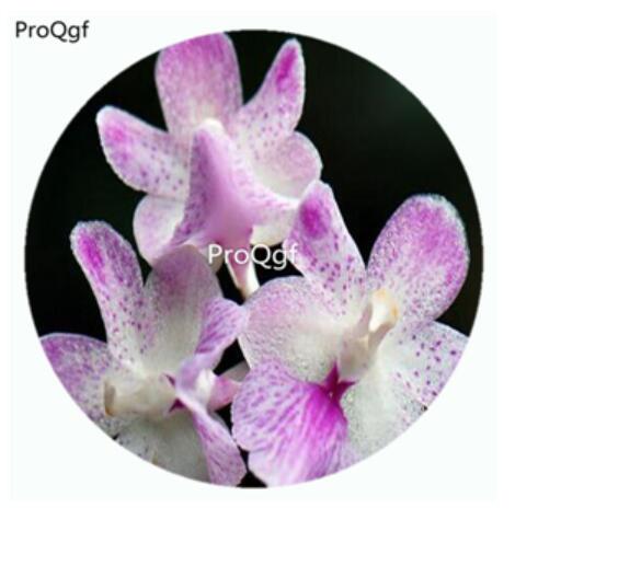 59usd Ngryise 50Pcs A Set Aerides falcata Orchid Flower Hot Seed DGF-S-LKD02