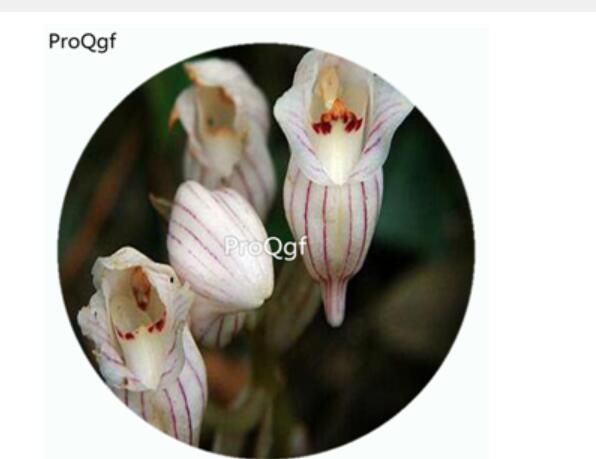 59usd Ngryise 50Pcs A Set Acanthephippium striatum Orchid Flower Hot Seed DGF-S-LKD01