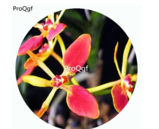 59usd Ngryise 50Pcs A Set R. imshootiana Orchid Flower Hot Seed DGF-S-LKD58