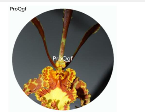59usd Ngryise 50Pcs A Set Psychopsis papilio Orchid Flower Hot Seed DGF-S-LKD57
