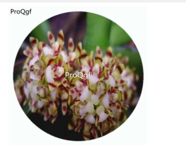 59usd Ngryise 50Pcs A Set Pomatocalpa acuminatum Orchid Flower Hot Seed DGF-S-LKD55