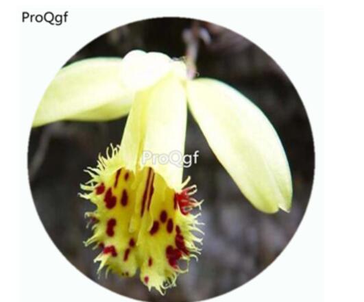59usd Ngryise 50Pcs A Set Pleione forrestii Orchid Flower Hot Seed DGF-S-LKD54