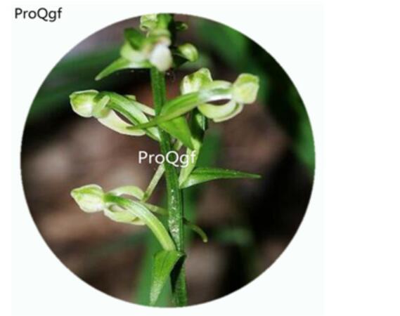 59usd Ngryise 50Pcs A Set Platanthera minor Orchid Flower Hot Seed DGF-S-LKD53