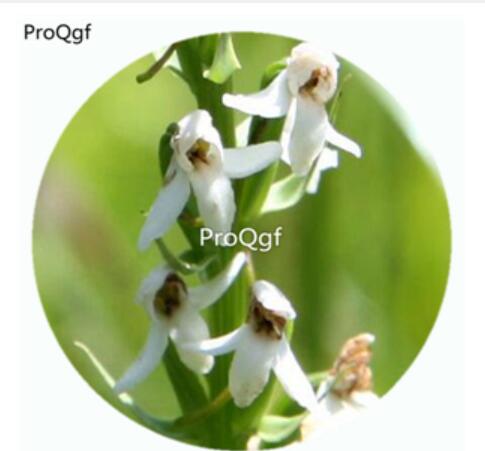59usd Ngryise 50Pcs A Set Platanthera hologlottis Maxim Orchid Flower Hot Seed DGF-S-LKD52