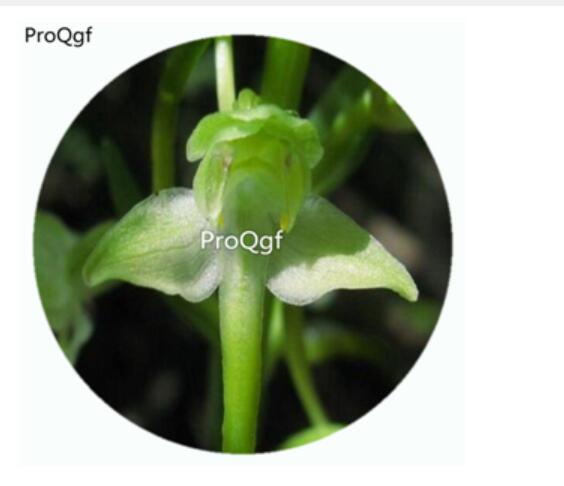 59usd Ngryise 50Pcs A Set Platanthera chlorantha Orchid Flower Hot Seed DGF-S-LKD51