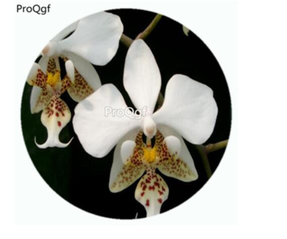 59usd Ngryise 50Pcs A Set Phalaenopsis stuartiana Orchid Flower Hot Seed DGF-S-LKD50