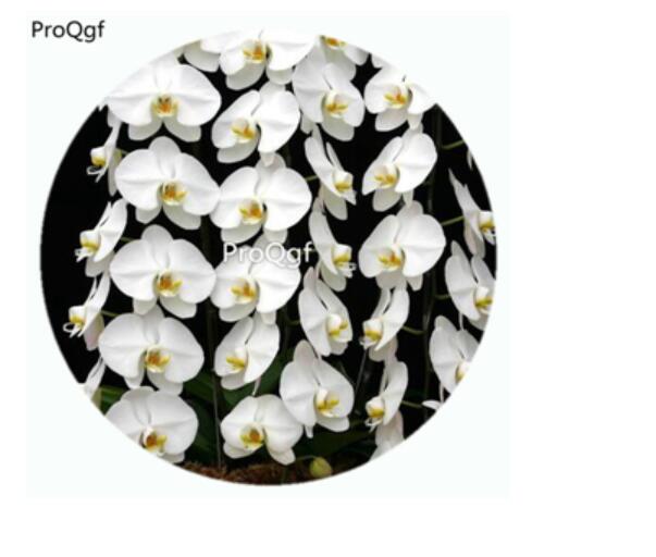 59usd Ngryise 50Pcs A Set Phalaenopsis sogo Yukidian Orchid Flower Hot Seed DGF-S-LKD49