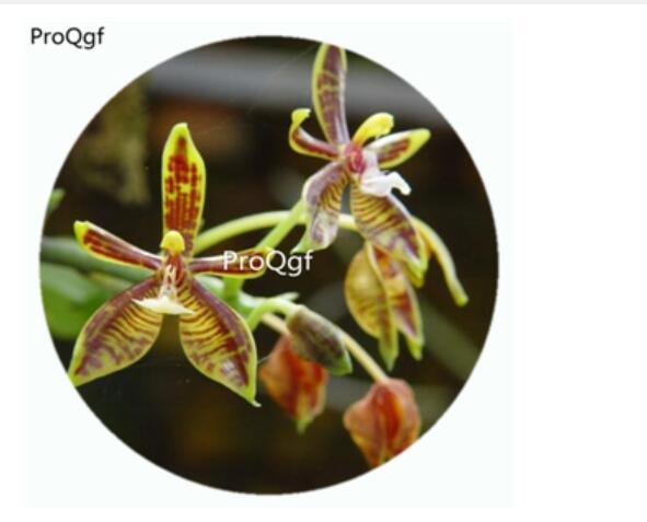 59usd Ngryise 50Pcs A Set Phalaenopsis mannii Orchid Flower Hot Seed DGF-S-LKD48