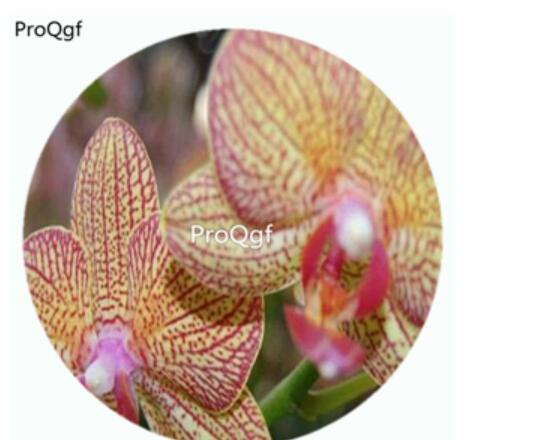 59usd Ngryise 50Pcs A Set Phalaenopsis Borther Girl Orchid Flower Hot Seed DGF-S-LKD47