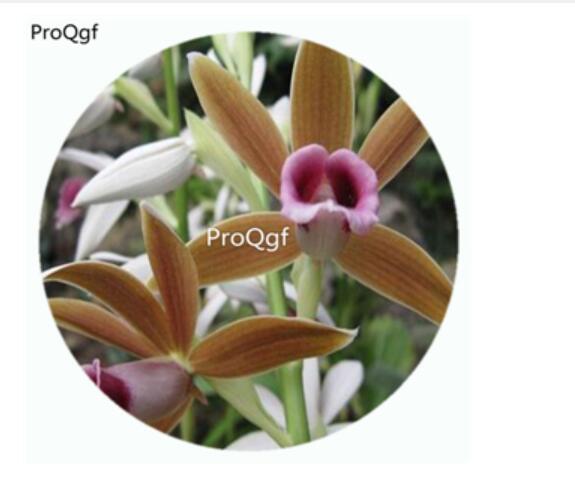 59usd Ngryise 50Pcs A Set Phai-us woodfordie Orchid Flower Hot Seed DGF-S-LKD45