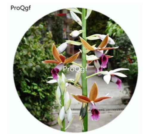 59usd Ngryise 50Pcs A Set Phaius tankervilliae Orchid Flower Hot Seed DGF-S-LKD46