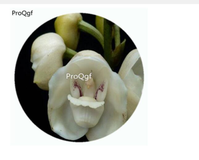 59usd 50Pcs A Set Peristeria Elata Orchid Flower Hot Seed DGF-S-LKD44
