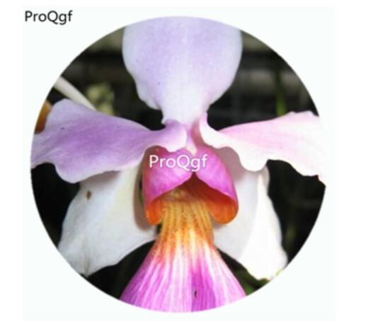 59usd Ngryise 50Pcs A Set Papilionanthe teres Orchid Flower Hot Seed DGF-S-LKD43
