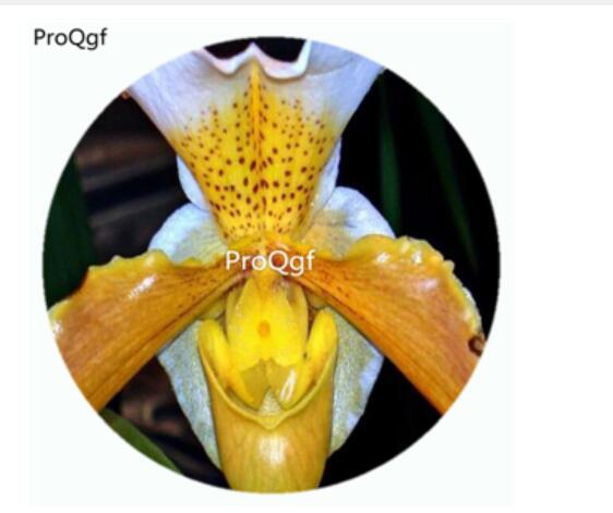 59usd Ngryise 50Pcs A Set Paphopedilum appletonianum Orchid Flower Hot Seed DGF-S-LKD41