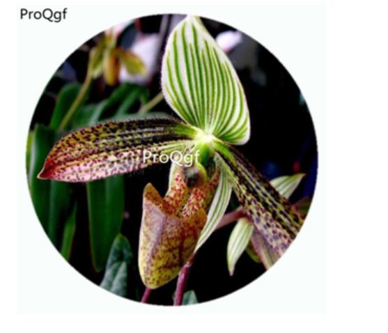 59usd Ngryise 50Pcs A Set Paphiopedilum wardii Orchid Flower Hot Seed DGF-S-LKD40