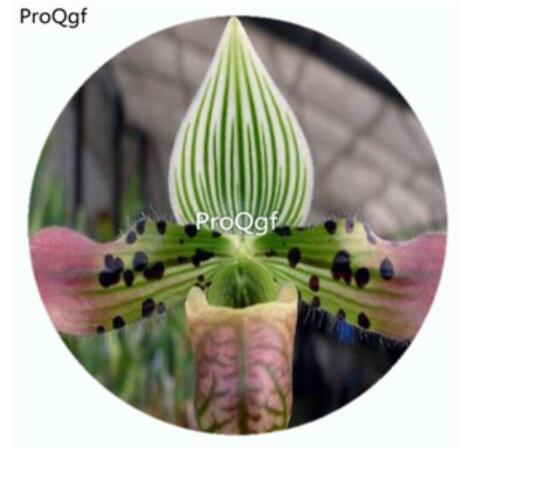 59usd Ngryise 50Pcs A Set Paphiopedilum venustum Orchid Flower Hot Seed DGF-S-LKD39