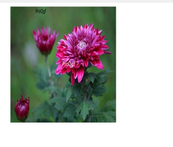 18Usd dark purple Ngryise 3000pcs Dendranthema morifolium seed
