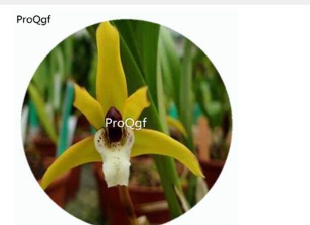 18usd Ngryise 50Pcs A Set Maxillaria porphyrostele Orchid Flower Hot Seed DGF-S-LKD30