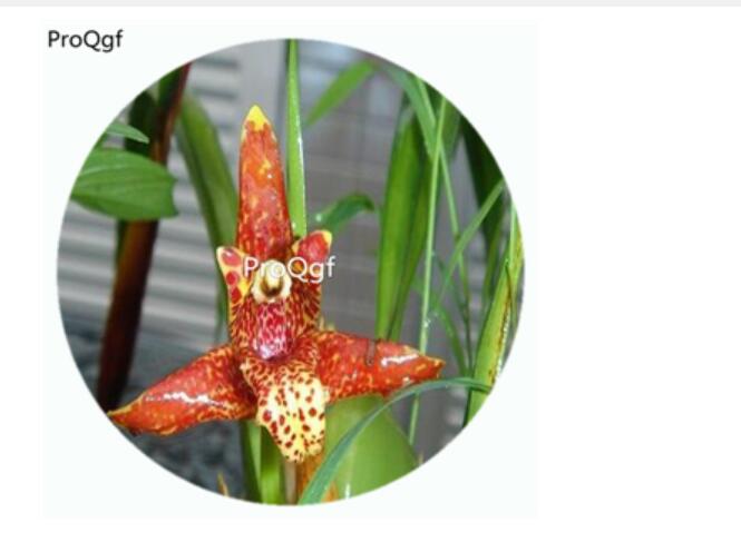 59usd Ngryise 50Pcs A Set Maxillaria tenuifolia Orchid Flower Hot Seed DGF-S-LKD31