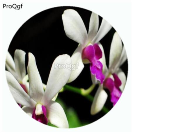 59usd Ngryise 50Pcs A Set Neofinetia falcata Orchid Flower Hot Seed DGF-S-LKD33