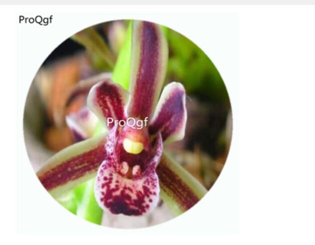 59usd Ngryise 50Pcs A Set Obtusum Orchid Flower Hot Seed DGF-S-LKD34