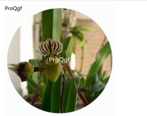 59usd Ngryise 50Pcs A Set Paphiopedilum philippinenes Orchid Flower Hot Seed DGF-S-LKD36