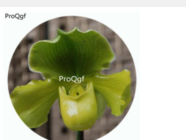 59usd Ngryise 50Pcs A Set Paphiopedilum primulinum Orchid Flower Hot Seed DGF-S-LKD37
