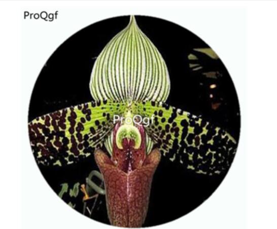 59usd Ngryise 50Pcs A Set Paphiopedilum sukhakulii Orchid Flower Hot Seed DGF-S-LKD38