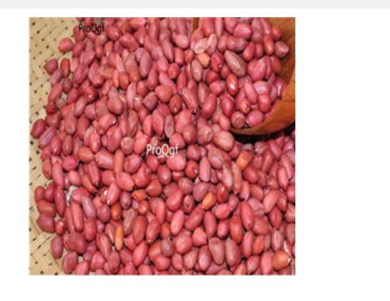 18usd Ngryise 500pcs Arachis hypogaea peanut seed