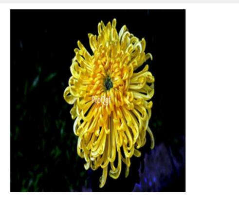 18Usd yellow Ngryise 3000pcs Dendranthema morifolium seed