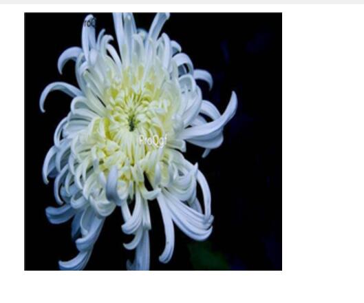 18Usd white Ngryise 3000pcs Dendranthema morifolium seed