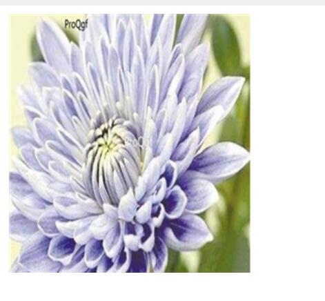 18Usd light blue Ngryise 3000pcs Dendranthema morifolium seed