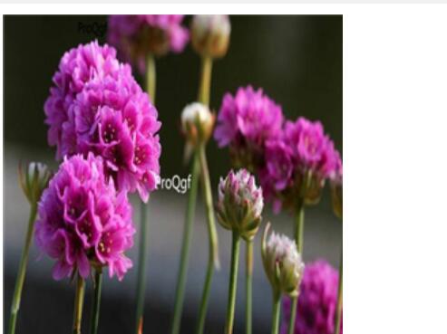 19usd purple Ngryise 3000pcs Armeria maritima seed