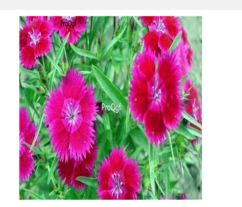 19usd purple Ngryise 3000pcs Dianthus plumarius seed