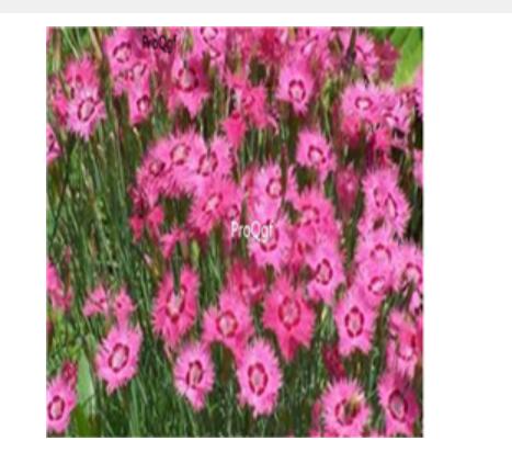 19usd pink Ngryise 3000pcs Dianthus plumarius seed