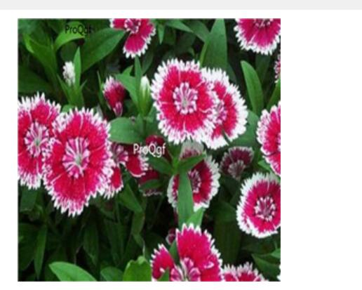 19usd red with white edge Ngryise 3000pcs Dianthus plumarius seed