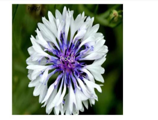 19usd white Ngryise 3000Pcs A Set Centaurea seed