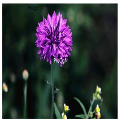 19usd purple Ngryise 3000Pcs A Set Centaurea seed